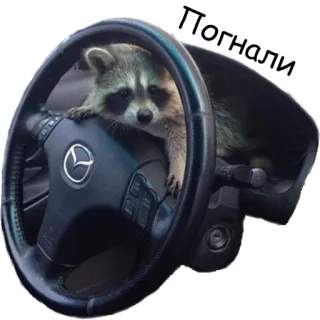 🚀 Погнали guaxinim, dirigindo, carro, animal, volante telegram sticker