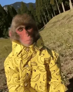 🌟 monkey, banana, shirt, animal, cute whatsapp sticker