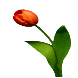 🌹 Tulpe, Blume, Frühling, Natur, Pflanze telegram sticker