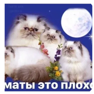 🐱 маты это плохо 猫, 波斯猫, 动物, 可爱, 月亮, 文字 whatsapp sticker