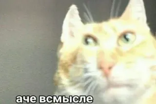 ❓ аче всмысле telegram sticker