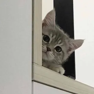 🥺 кот, котёнок, серый кот, милый, животное telegram sticker