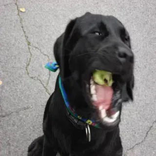 🐶 perro, labrador negro, animal, mascota, pelota de tenis, animal doméstico telegram sticker