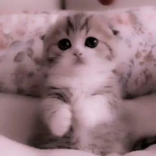 🗯 chaton, chat, mignon, animal, animal de compagnie, domestique, félin telegram sticker