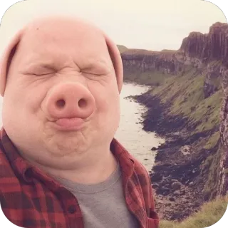 🫥 Pig whatsapp sticker