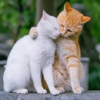🤗 gatti, amicizia, carino, animali, gatto arancione, gatto bianco, animali domestici, affetto, gattini telegram sticker