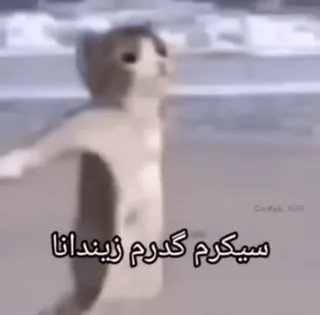 🐱 Dancing Cat سيكرم كدوم زيدانا telegram sticker