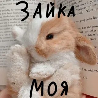 🐰 Зайка
Моя lapin, animal, mignon, lapin, animal de compagnie whatsapp sticker