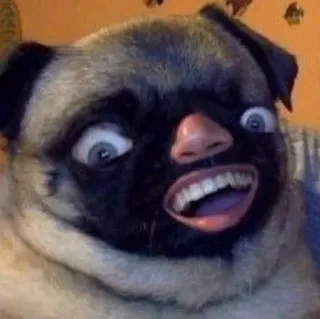 😣 Mops, Hund, lustig, Tier, Meme, Haustier, komisch telegram sticker