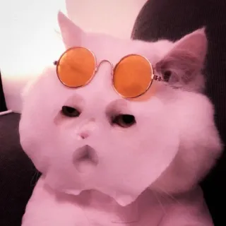 🍑 gato, óculos de sol, animal, gato branco, animal de estimação, fofo, engraçado telegram sticker