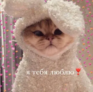 ❤ Я тебя люблю! 猫, 愛, ロシア, かわいい, 動物, ウサギ, ハート telegram sticker