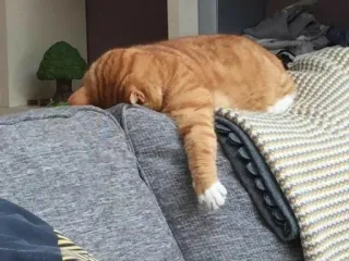 😾 kucing, kucing oranye, tidur, sofa, hewan peliharaan, peliharaan telegram sticker