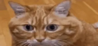 😨 chat, orange, en colère, domestique, animal de compagnie whatsapp sticker