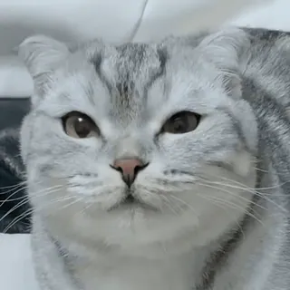 😸 cat, pet, animal, cute, domestic cat, feline telegram sticker