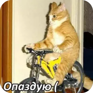 🚗 Опаздую ( cat, bicycle, meme, funny, animal, pet, late, humor telegram sticker