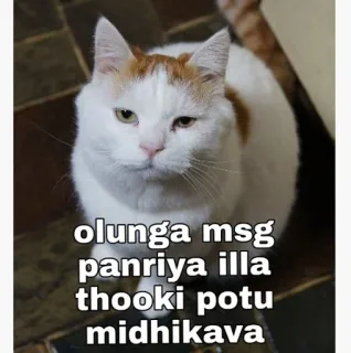 😐 olunga msg panriya illa thooki potu midhikava gato, engraçado, meme, texto, tamil, mensagem telegram sticker