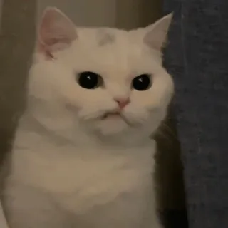 😒 cat, white cat, pet, animal, cute, domestic cat, mammal telegram sticker