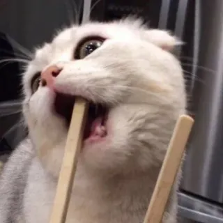 🍣 猫, 面白い, 動物, 箸 telegram sticker