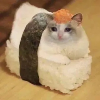 🍤 chat, sushi, animal de compagnie, animal, drôle, nourriture telegram sticker
