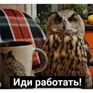 💼 Иди работать! owl, bird, coffee, work, humor, serious, animal telegram sticker