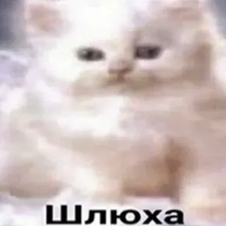 😇 Шлюха cat, offensive, sticker, Russian telegram sticker