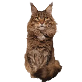 😺 кот, животное, питомец, домашний, млекопитающее telegram sticker