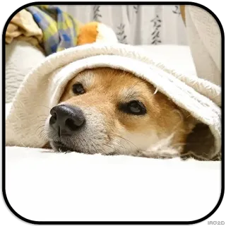 👀 dog, tired, animal, pet, sleepy telegram sticker