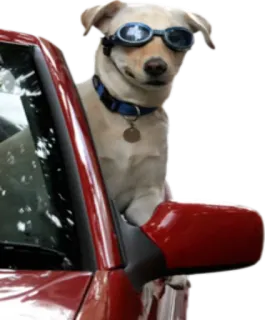 🚘 Hund, Brille, Auto, Fahren, Tier telegram sticker