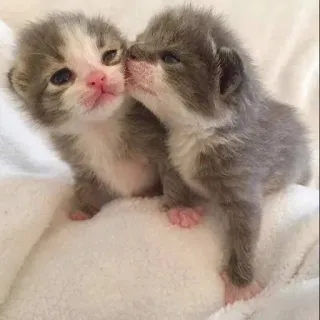 💘 Kätzchen, Katzen, Tiere, süß, Haustiere, Katzenartig, Haustiere telegram sticker