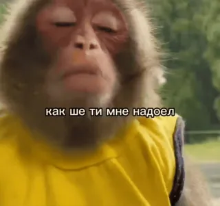 😊 как ше ти мне надоел ลิง, สัตว์, เหนื่อย, เบื่อ, รัสเซีย, วลี whatsapp sticker