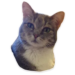 🐱 gato, mascota, animal, gato doméstico, gato gris, gato atigrado, mamífero telegram sticker