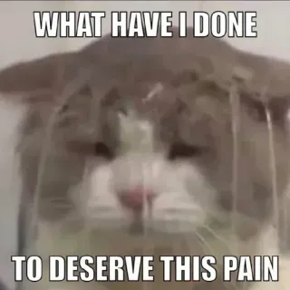 🤔 WHAT HAVE I DONE
TO DESERVE THIS PAIN кот, боль, грустный, мем, смешной whatsapp sticker