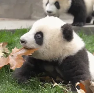 😳 panda, baby panda, cute, animals, wildlife, nature telegram sticker