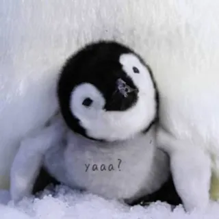 🐧 yaaa? pingwin, pingwinek, słodki, zwierzę telegram sticker