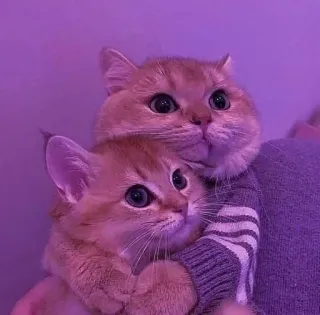 Catsˊ˗ ♡༉‧₊⋆ೃ :: @fStikBot whatsapp stickers