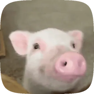 🐽 돼지, 동물, 귀여운, 가축 telegram sticker