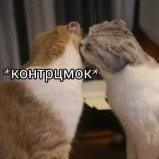 ☺️ *КОНТРЦМОК* кошки, животные, поцелуй, любовь, милый, питомцы, русский telegram sticker