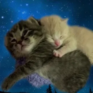 😴 kotek, kot, sen, słodki, zwierzę, zwierzak telegram sticker