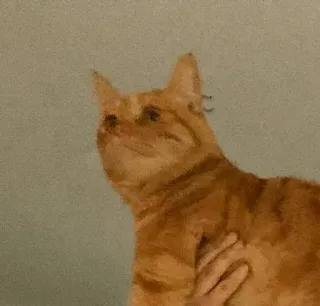 🐱 gato, animal de estimação, laranja, animal, doméstico, felino telegram sticker
