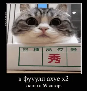 🌟 в фууулл ахуе х2
в кино с 69 января cat, animal, box, meme, funny, russian telegram sticker