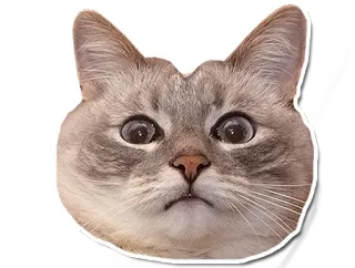 😱 кот, наклейка, животное, питомец, мем telegram sticker