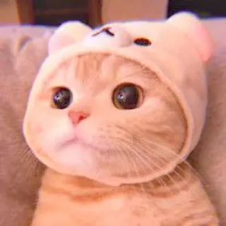 🥓 кот, животное, питомец, милый, котенок, шапка медведя telegram sticker