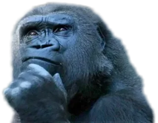 🤔 Gorilla, Scimmia, Pensando, Animale, Meme whatsapp sticker