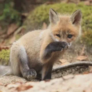 🤢 raposa, animal, fofo, vida selvagem, natureza, mamífero, floresta, filhote telegram sticker