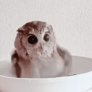 🦉 sowa, ptak, zwierzę, słodki, dzika przyroda, natura telegram sticker