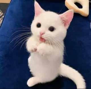 🐱 cat, kitten, white cat, cute, animal, pet, adorable telegram sticker