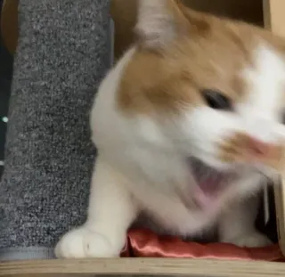 🗣 gato, animal, animal de estimação, bocejo, mamífero telegram sticker