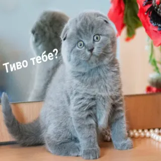 🙃 Тиво тебе? кот, котенок, милый, животное, питомец telegram sticker