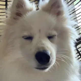 😴 cane, cane bianco, carino, animale domestico, animale, animale domestico telegram sticker