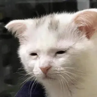 🐱 kucing, anak kucing, binatang, hewan peliharaan, kucing putih, mengantuk telegram sticker